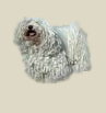 A puli �pol�sa
