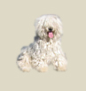 A feh�r puli