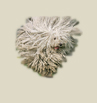 Puli